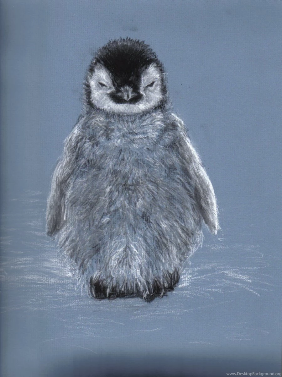 Baby Penguin Drawings