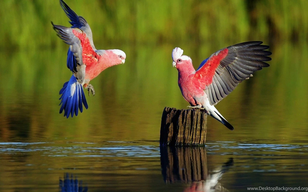 Fonds D'écran Parrot : Tous Les Wallpapers Parrot