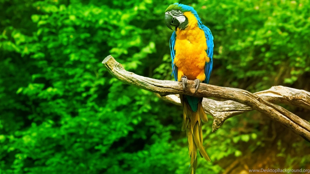 HD Wallpapers Parrot Wallpapermonkey.com