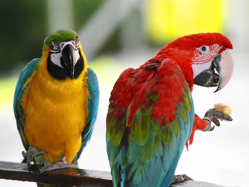 Parrot Wallpapers HD Wallpapermonkey.com
