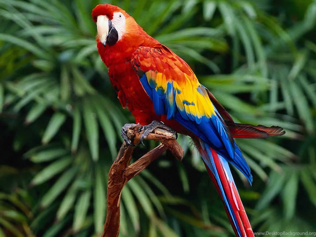 Parrot Images