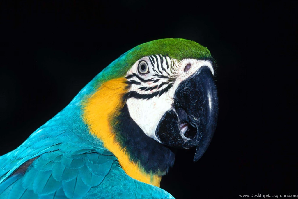 Parrot 1 Wallpapers