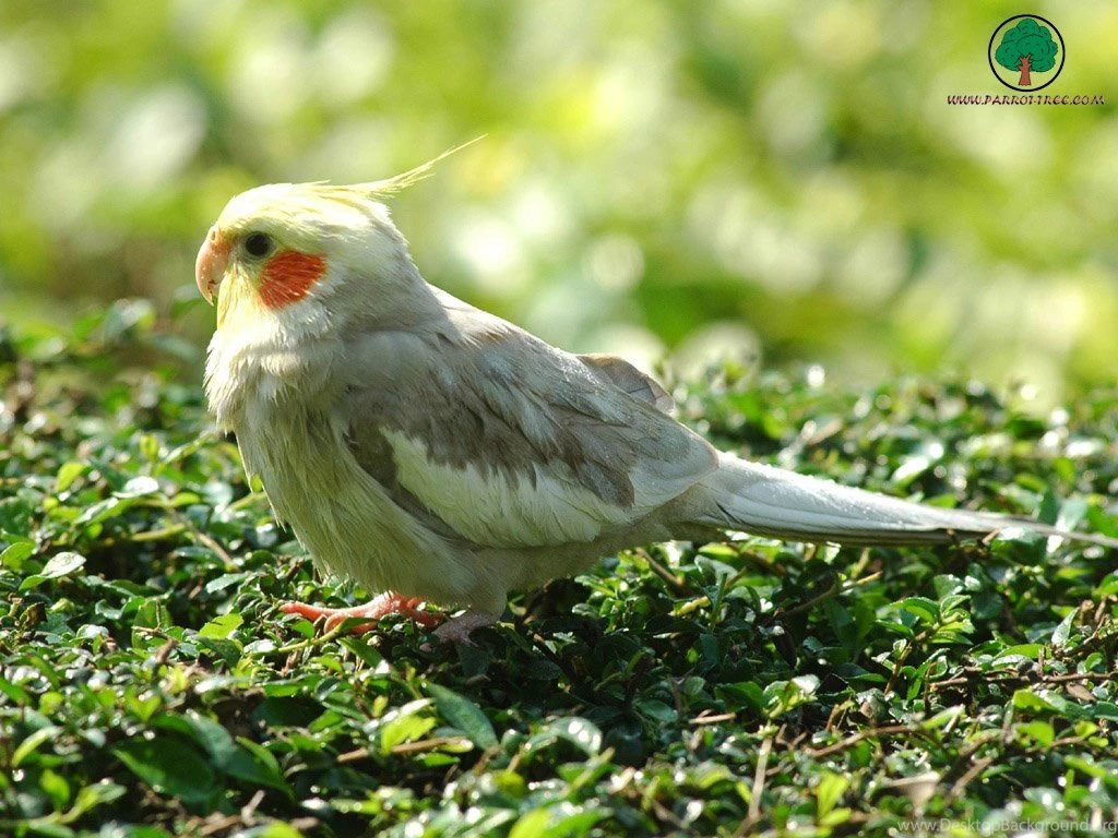 Wallpapers Parrot 382888 Wallpapers