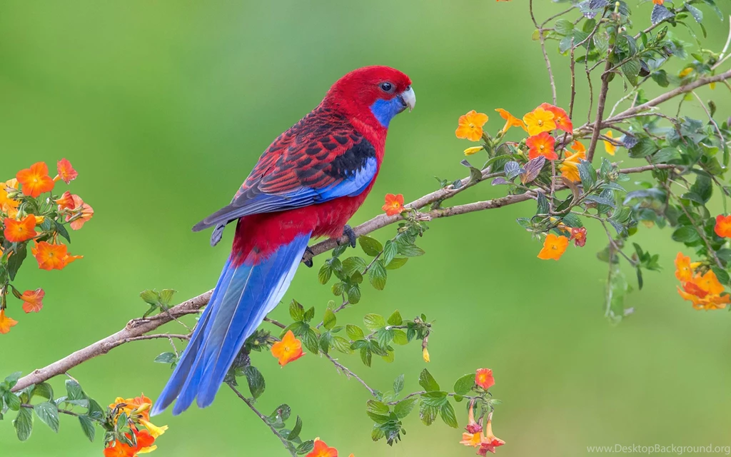 Red Blue Parrot Wallpapers HD For Desktop Of Beautiful Bird