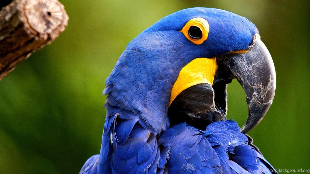 Animlas Parrot Wallpapers For Desktop
