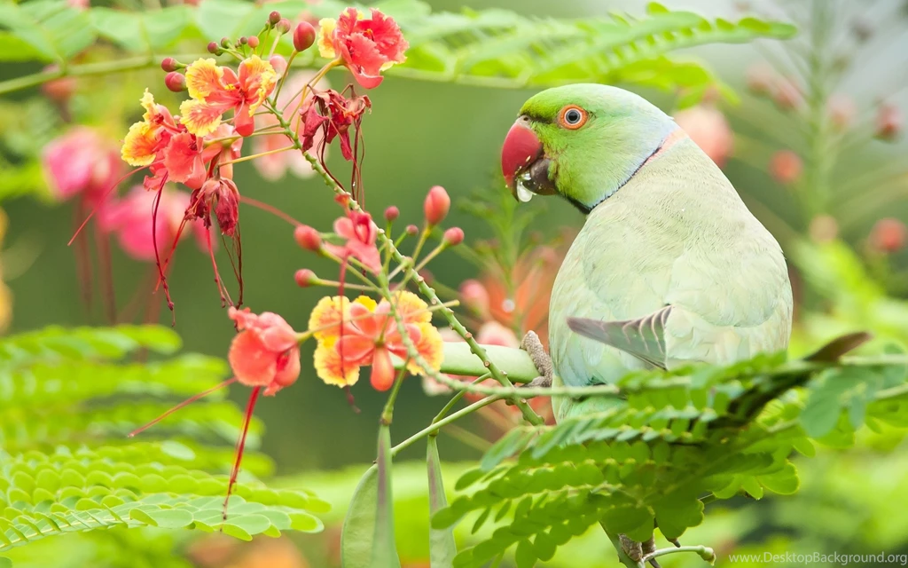 Cute Parrots Wallpapers For Desktop