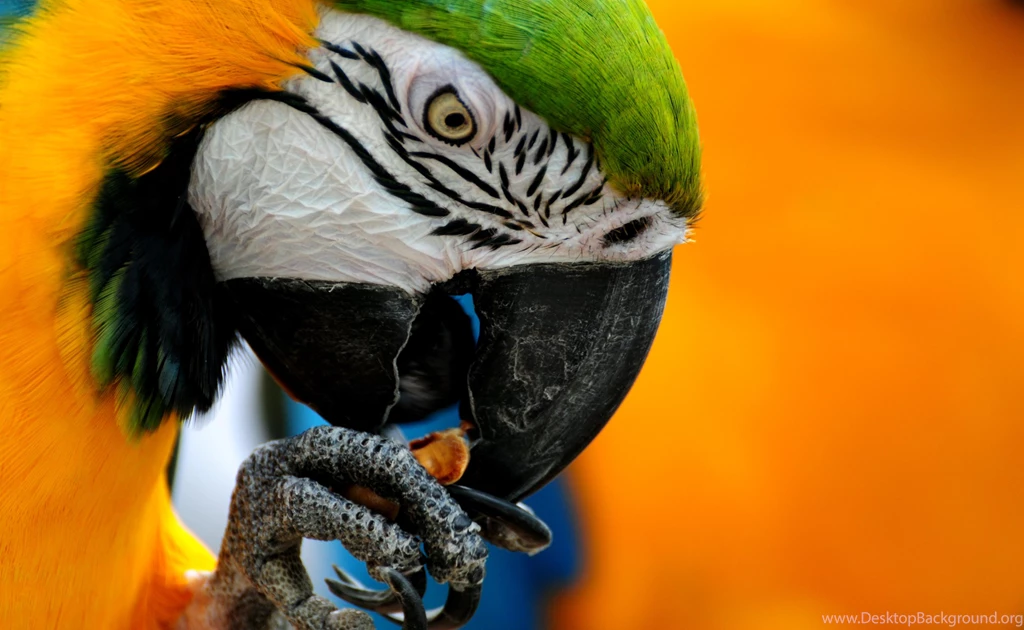 Parrot Animal Wallpapers 440 2600x1600 Px ~ WallpaperFort.com