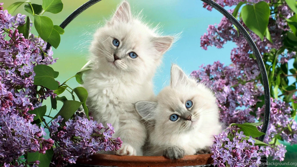 Pets And Animals Hebus.org High Definition Wallpapers HD ...