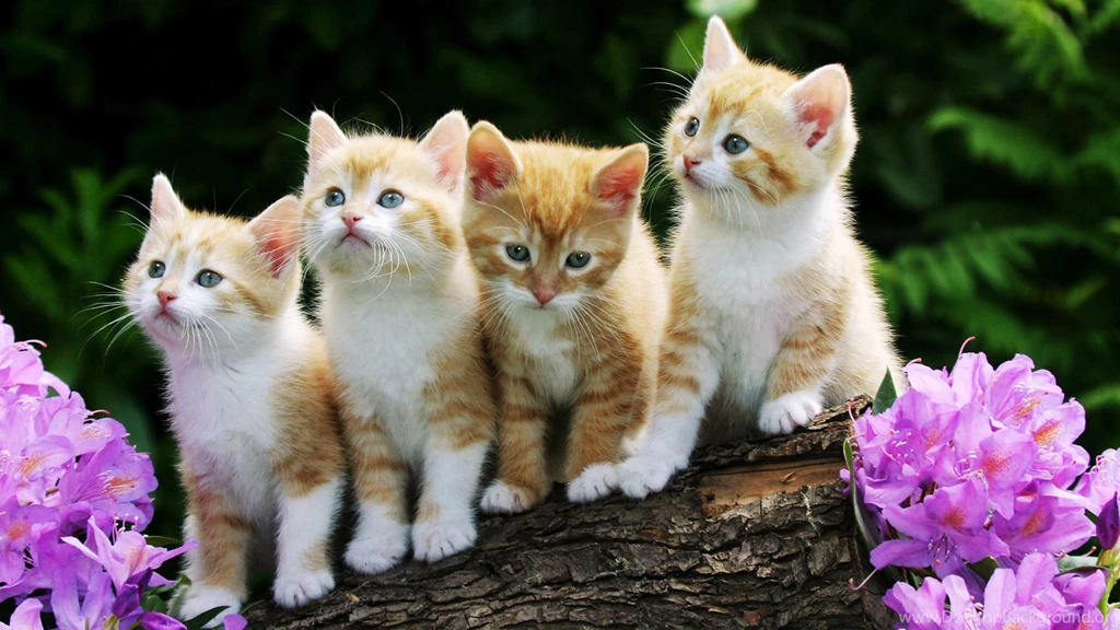 Pets And Animals Hebus.org High Definition Wallpapers HD ...