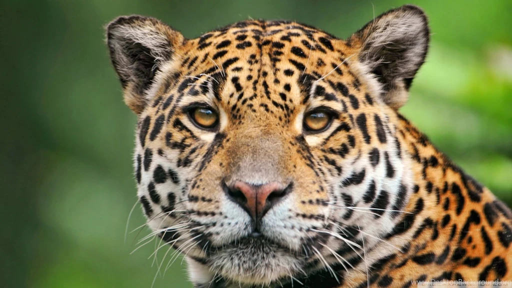 Free 3D Wallpapers Download: Aanimal Wallpapers, Animal Hd ...