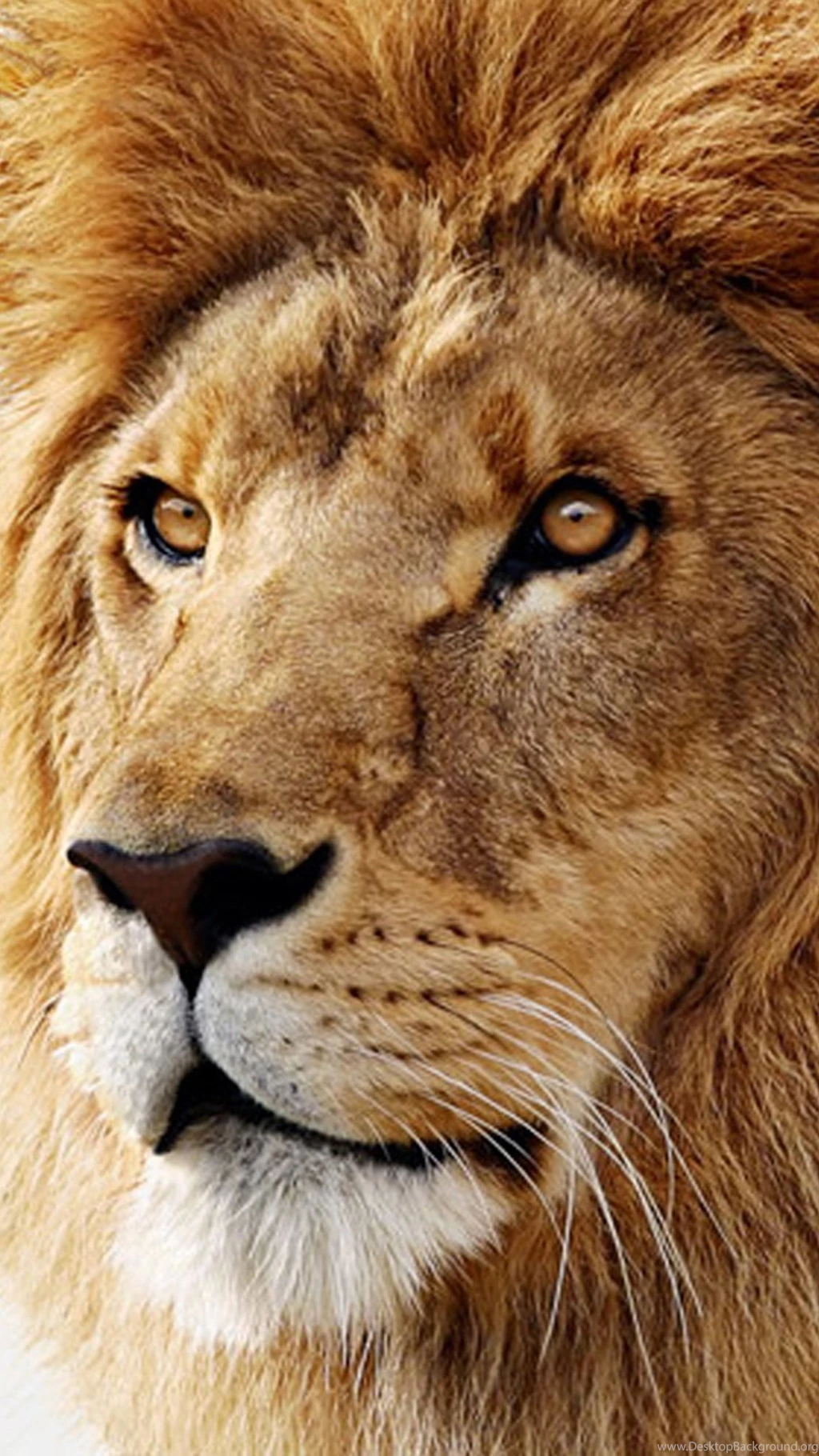 iPhone 6 Plus Mac Os X Lion Wallpapers Wallpapersmobile.net