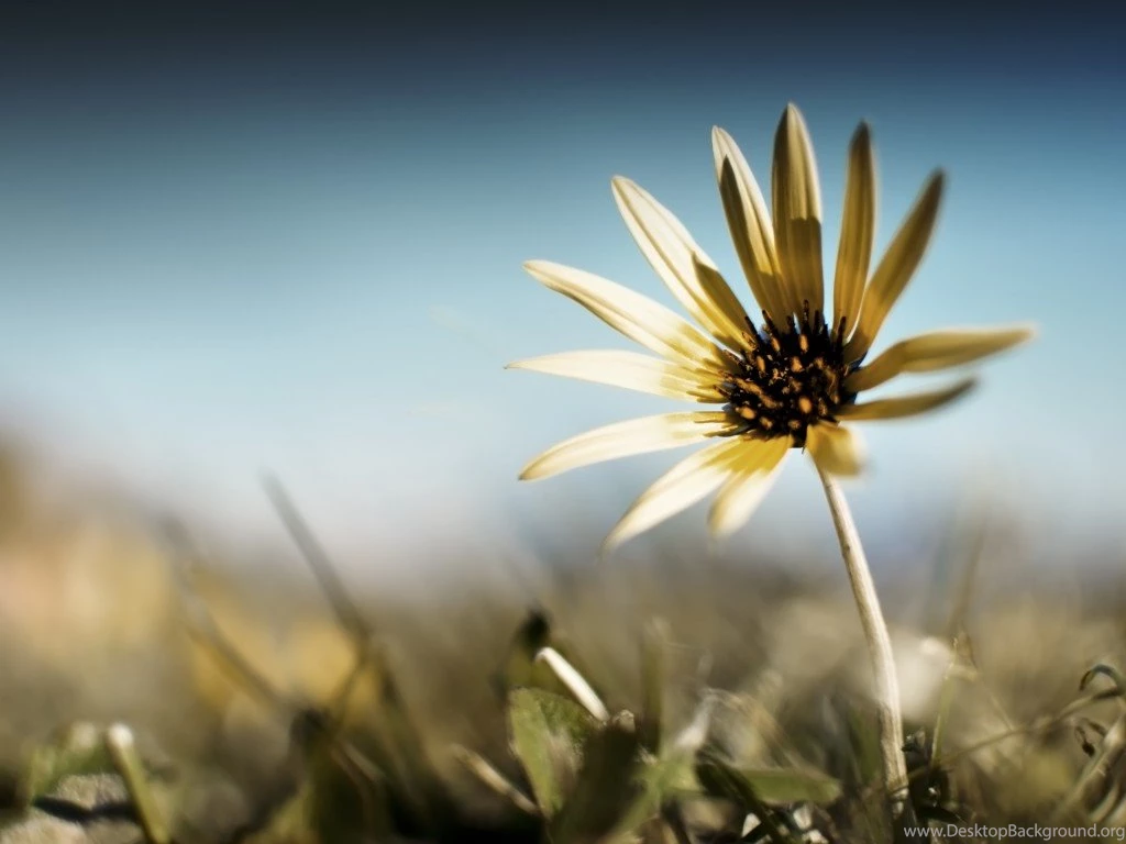 35+ Beautiful Free Flowers Wallpapers HD For Download