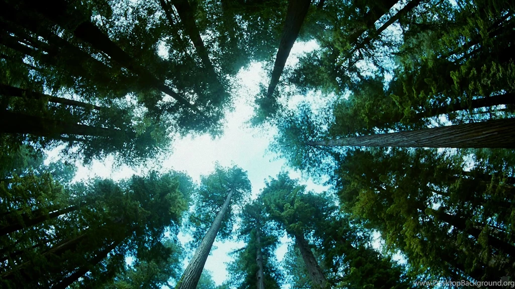 Tree of life wallpapers 1