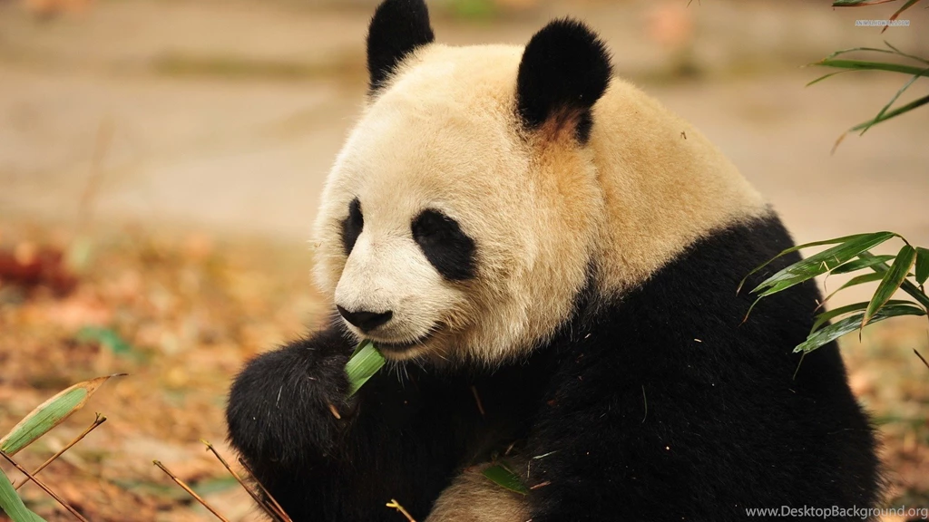 Cute Panda Wallpapers HD   CuteWallpaper.org