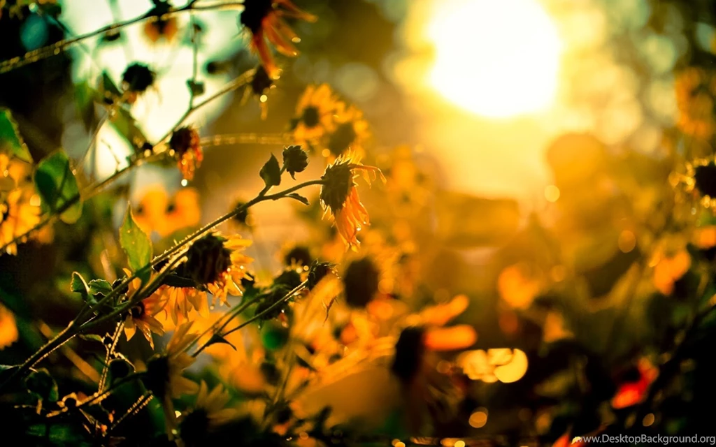 HD Wallpapers, HQ Free Images Download, Desktop Wallpapers ...