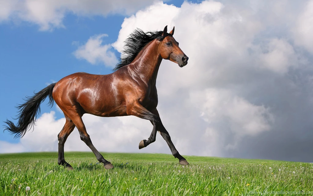 Horse Wallpapers Free Wallpapers Desktop Background