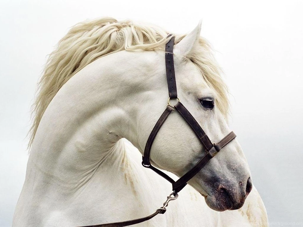 Horse.. HD Wallpapers Free Backgrounds Download