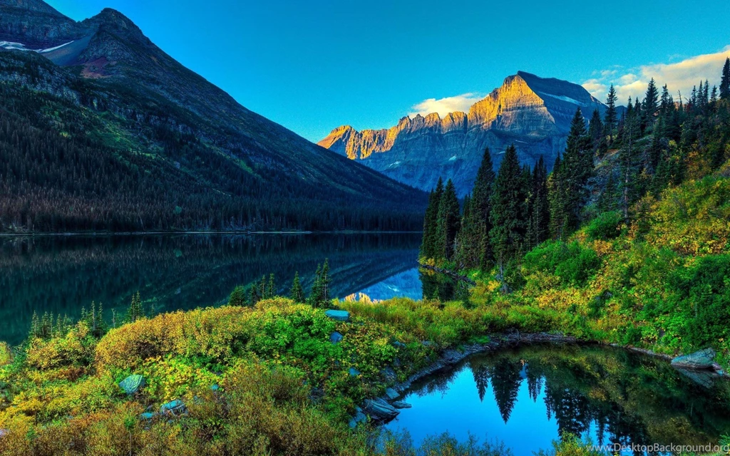 Green Forest Nature Nature Landscape