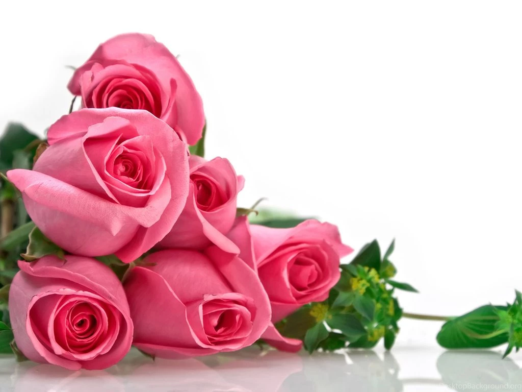 PC Wallpapers Pink Flowers Roses And Top Wallpapers Hq Backgrounds ...