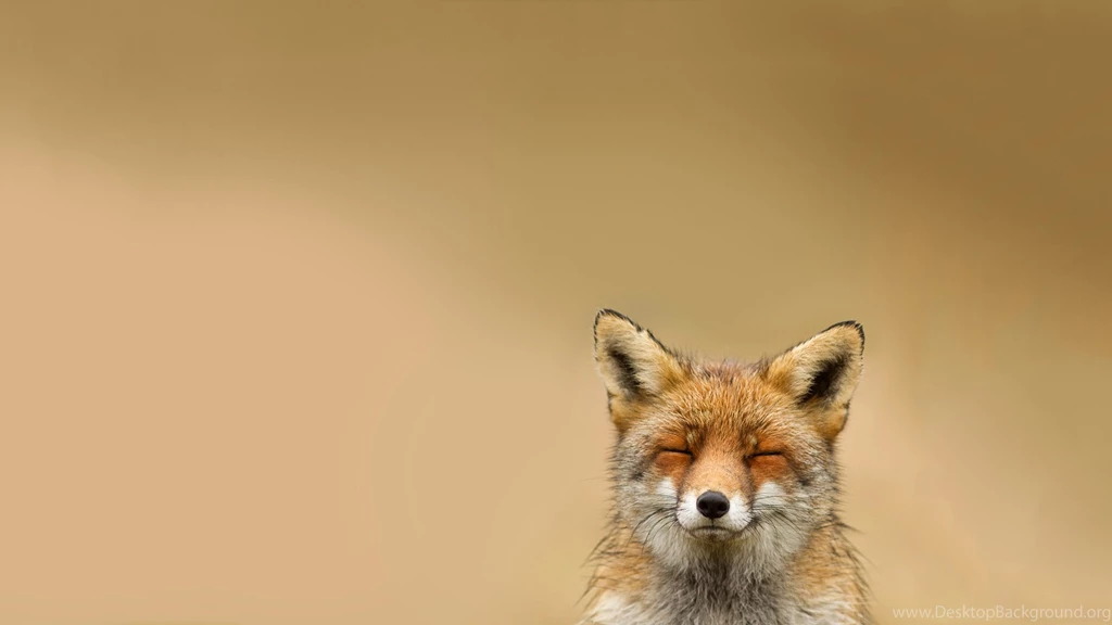 Fox Backgrounds Wallpapers