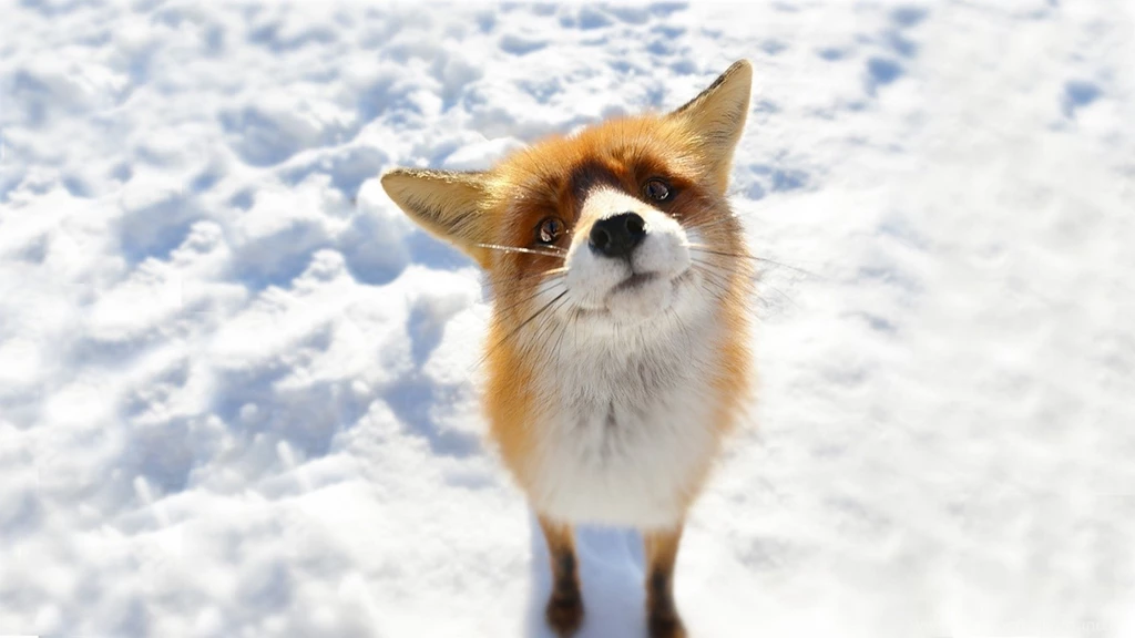 Fox Backgrounds