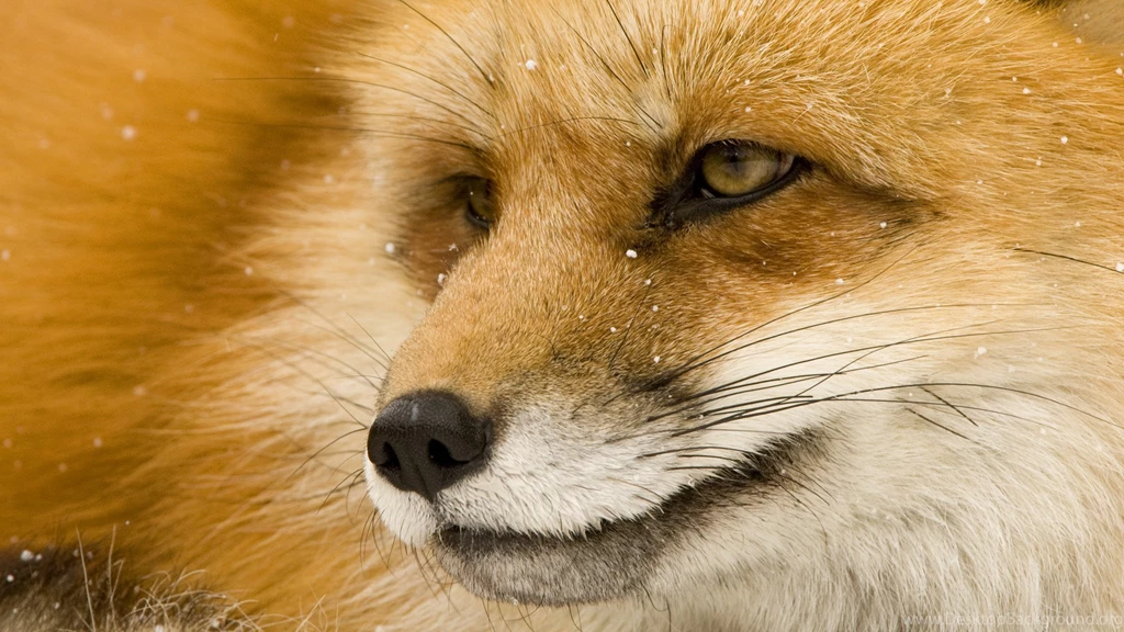Fox Wallpaper Backgrounds