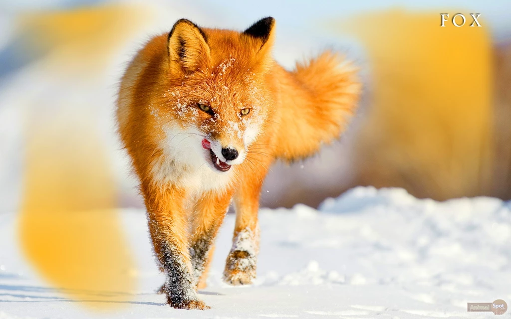 Fox Wallpapers « Animal Spot
