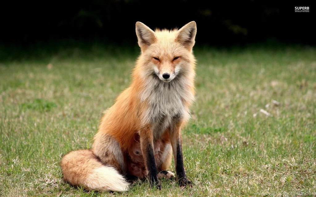 2 Suspicious Fox Computer Backgrounds 1439 :: Fox Animal Hd Wallpapers