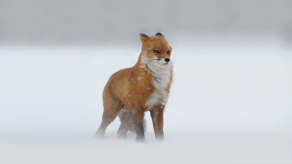Fox Wallpapers