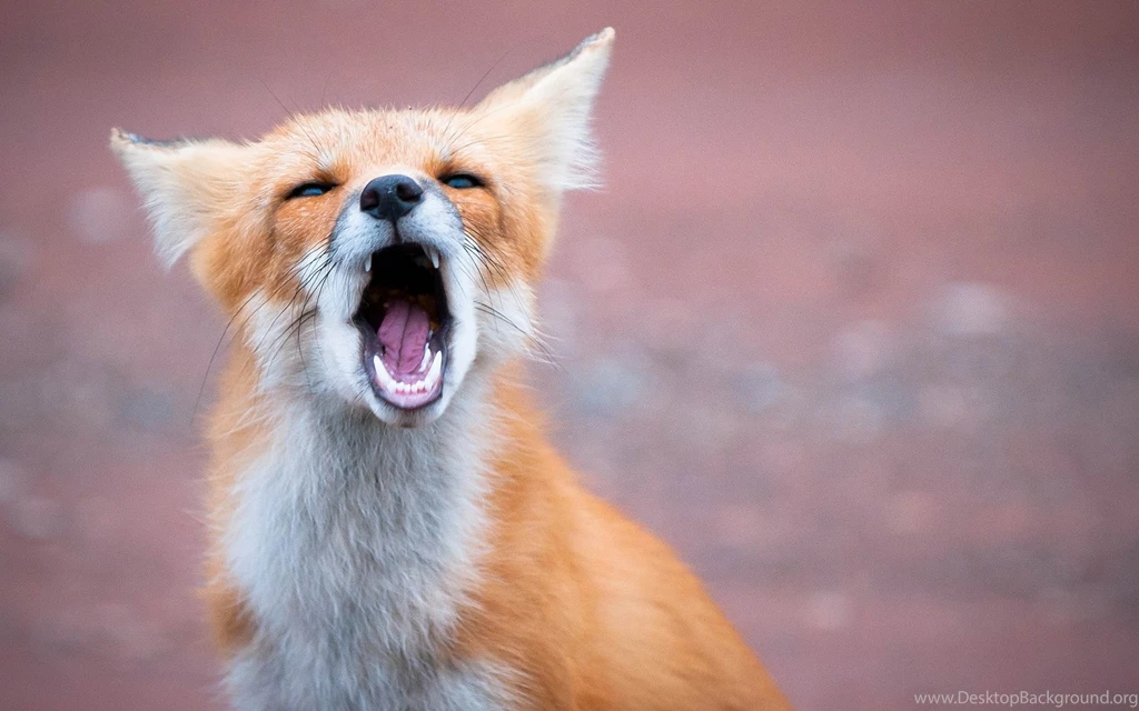 Other Fox Animal Yawn Red Wallpaper Backgrounds Free ~ Other For HD ...