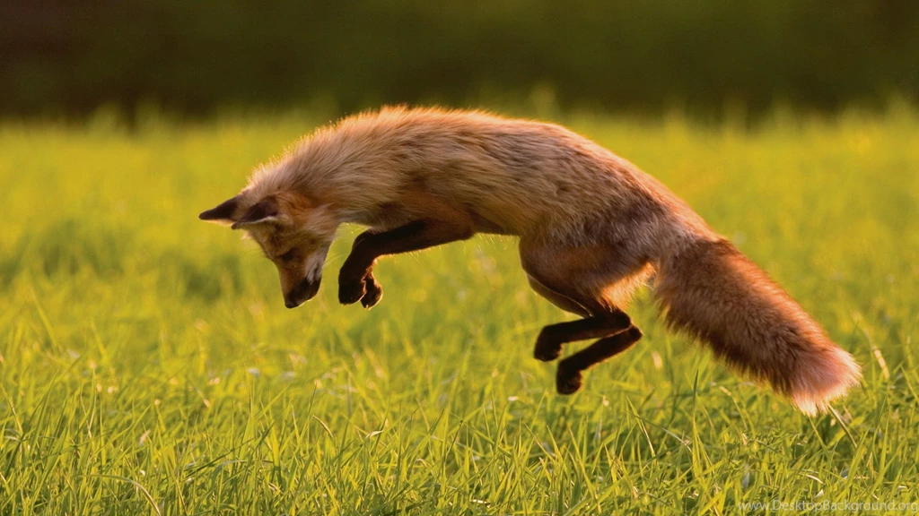 Fox Wallpapers HD Download