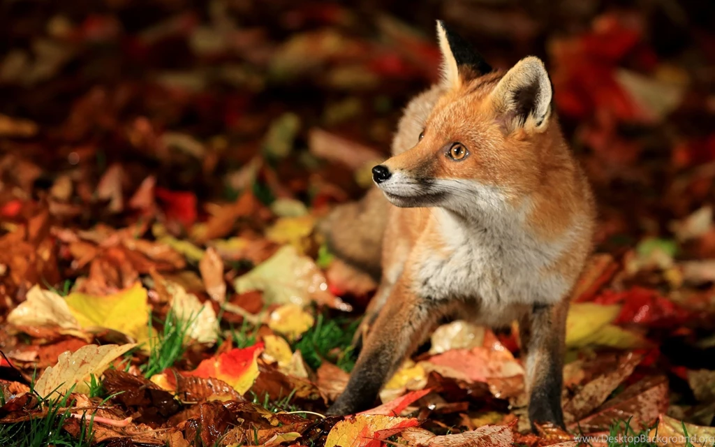 Download Wallpapers 3840x2400 Fox, Walk, Leaves, Fall, Fear Ultra ...