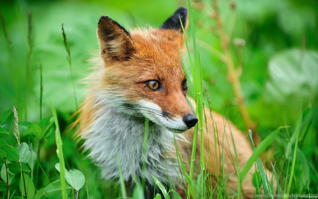 Fox Backgrounds