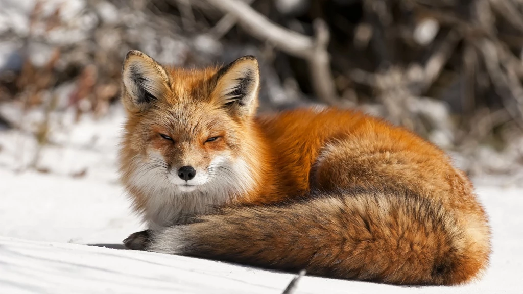 Fox Wallpaper Images Photos Pictures Backgrounds