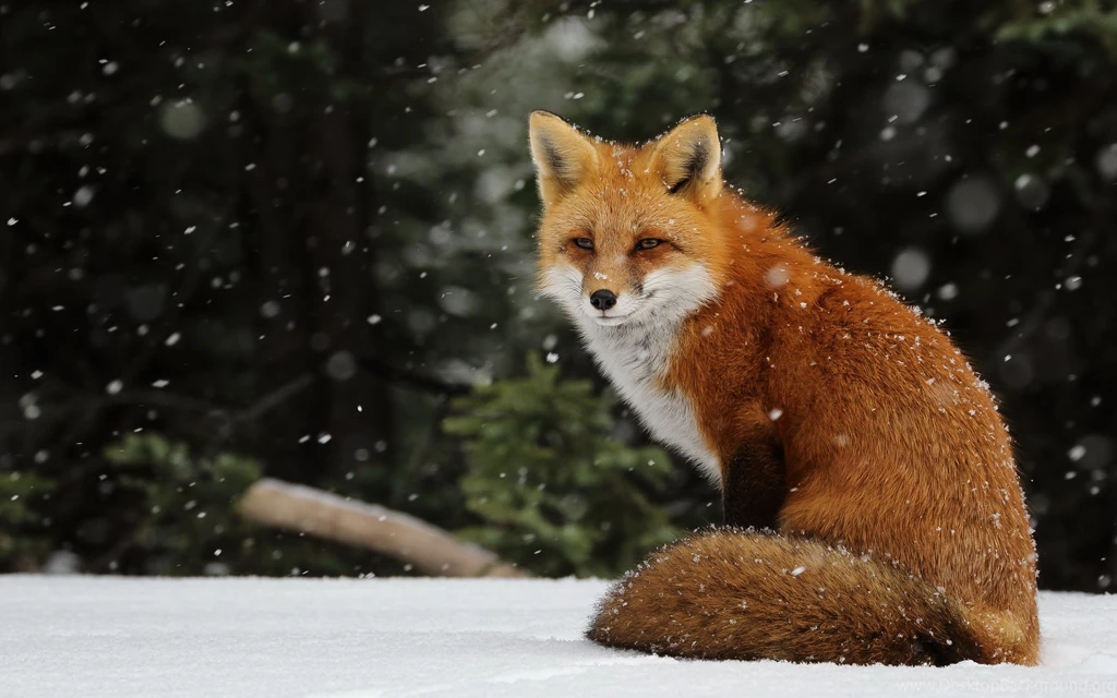 Red Fox Wallpaper Backgrounds 9775 2560x1600 UMad.com