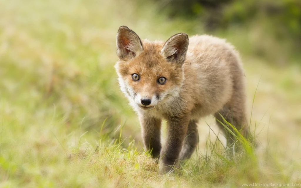 Fox Backgrounds Wallpapers By John Zafra On FL