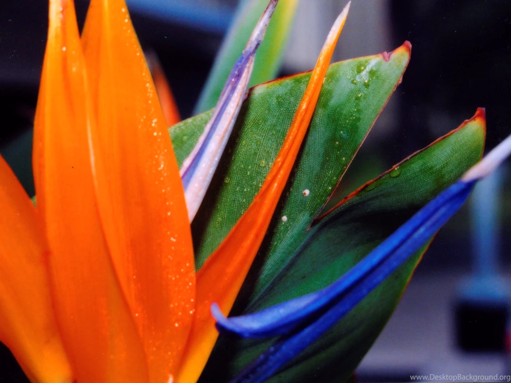 4 HD Bird Of Paradise Flowers Wallpapers HDWallSource.com