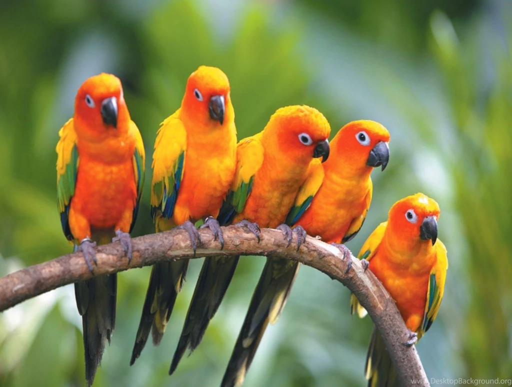 Birds Of Paradise Wallpapers For Desktop ~ Wallpaperyork Brows Your ...