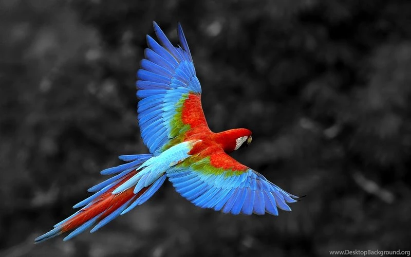 Beautiful Bird Bird Of Paradise – Animals Birds HD Desktop Wallpapers