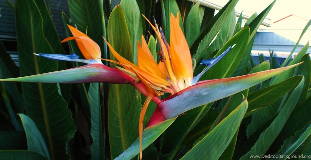 Birds Of Paradise Images Wallpapers HD Base