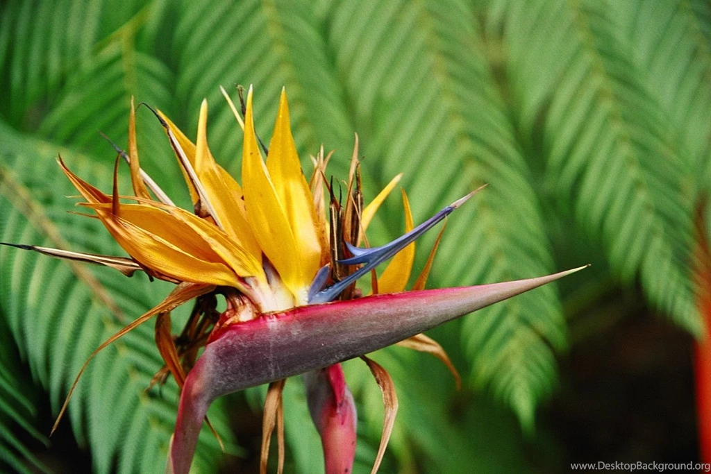 Wallpapers Birds Of Paradise Wallpapers Cave