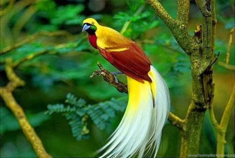 Birds Of Paradise Wallpapers Beauty Walpaper