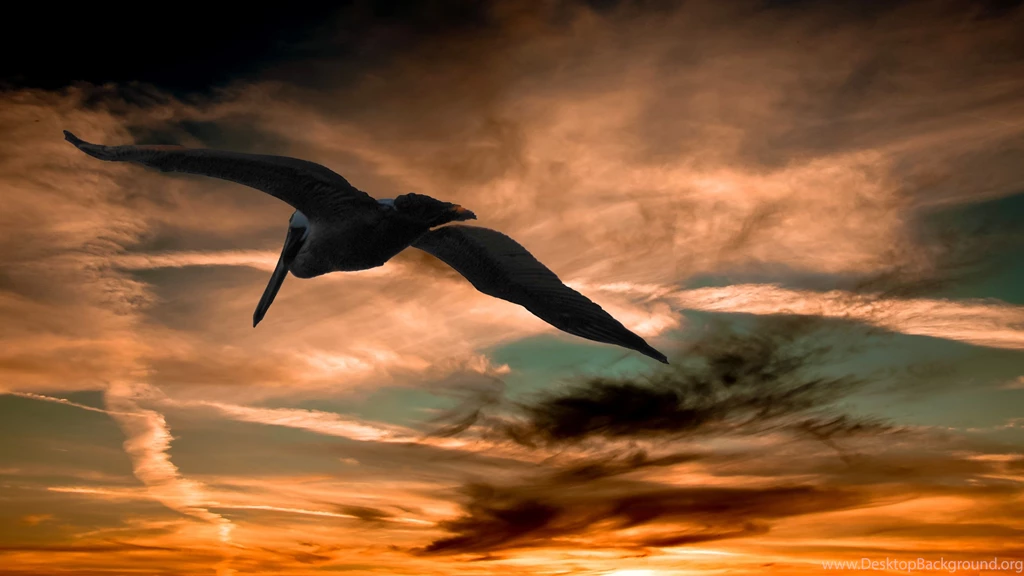 Flying, Pelican, Full, Screen, Hd, Wallpaper, Download, Colourful ...