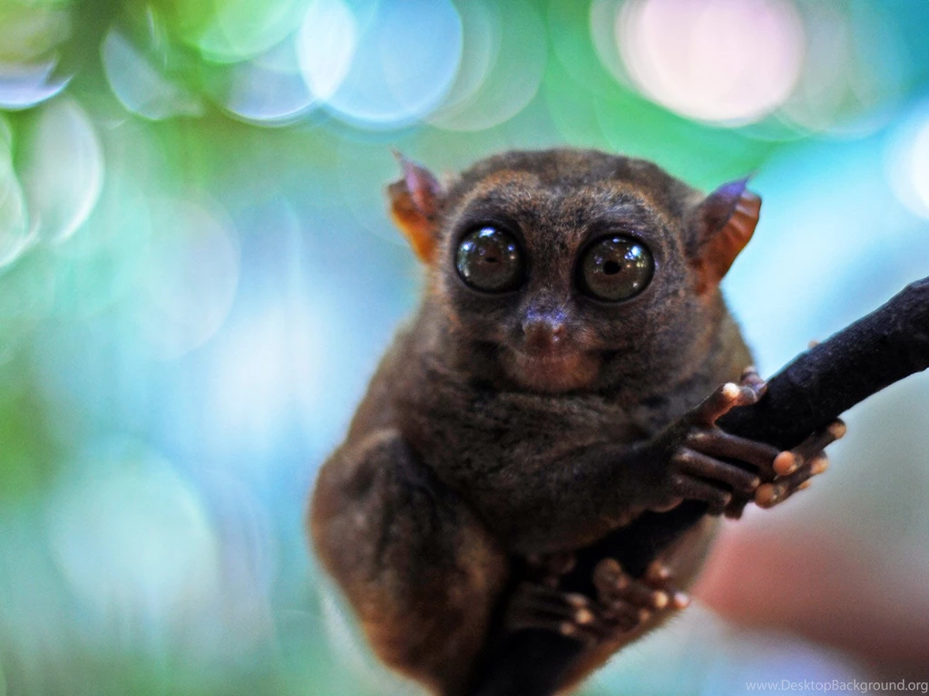 Animal HD Wallpapers