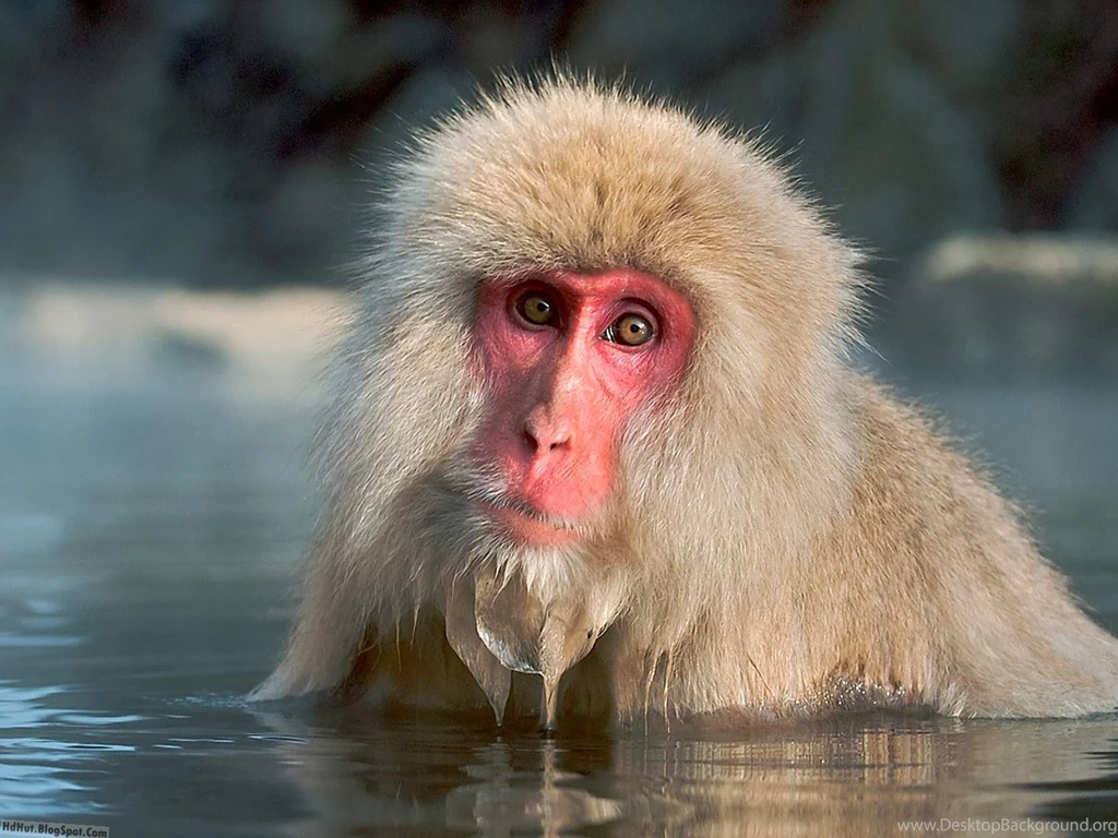 Top 16 Most Cute And Beautiful Monkey Wallpapers In HD ( New ...