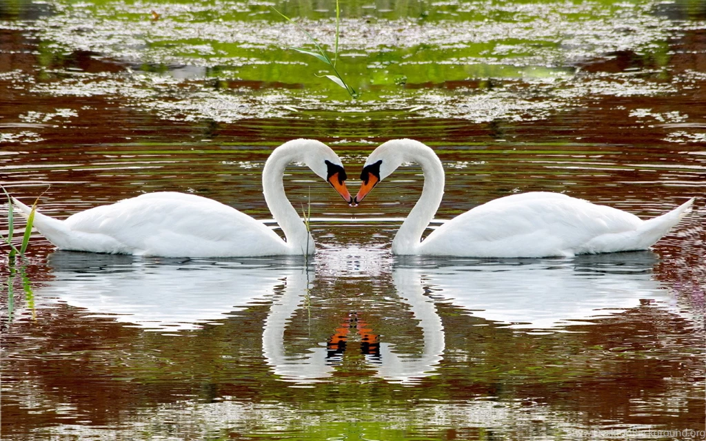 One Pair Of Swans Love The Water Wallpapers   1920x1200   1013828