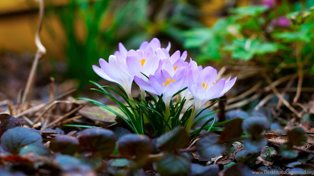 High Resolution Beautiful Nature Spring Wallpapers HD 9 Full Size ...