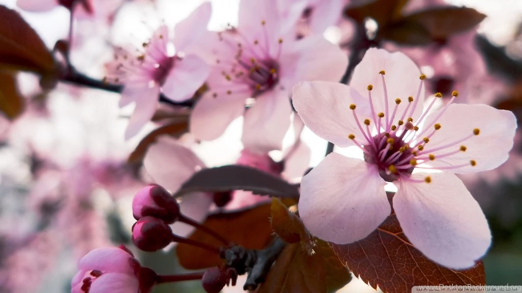 Cute Cherry Blossom Wallpapers Desktop Wallpaper.