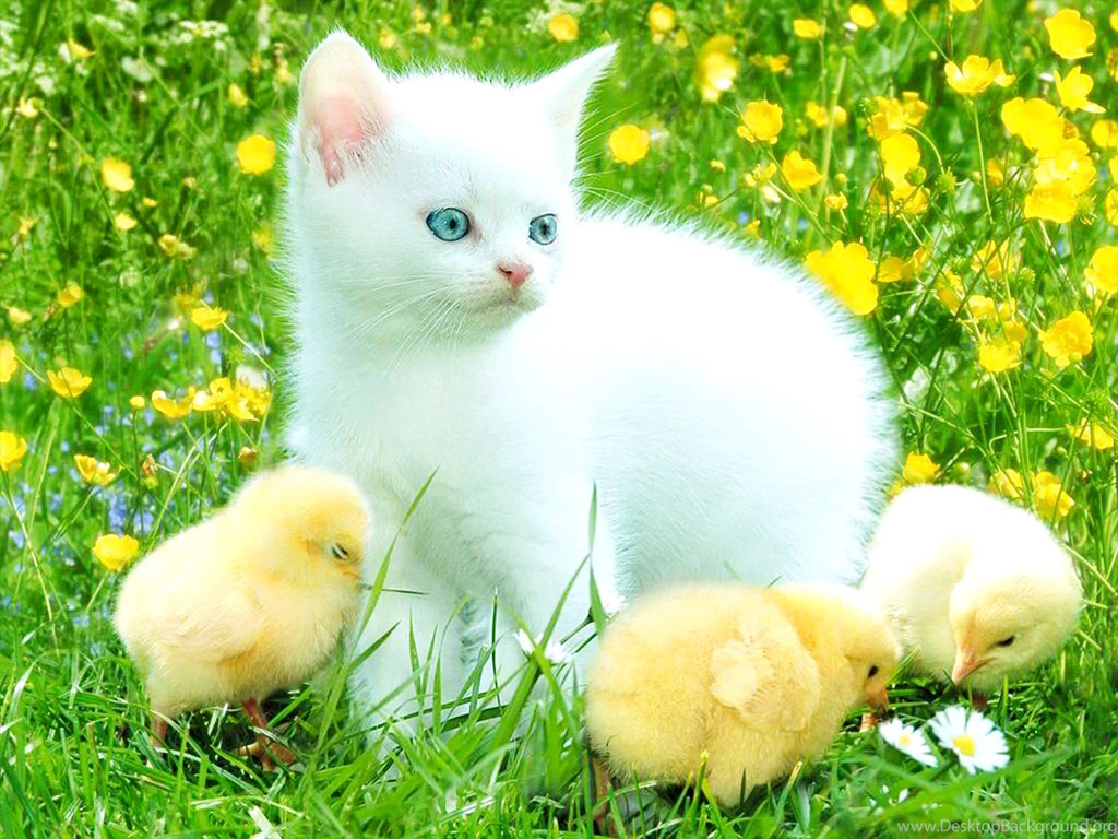Cute White Kitten HD Wallpapers