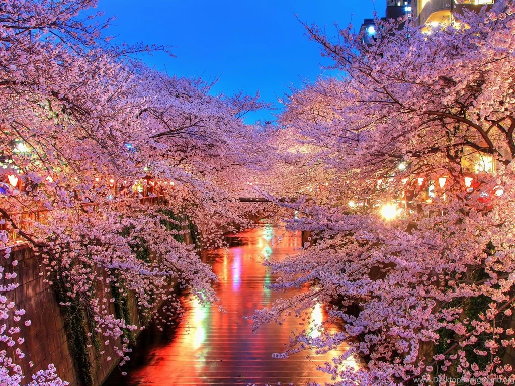 Cherry Blossom Tree Photos Desktop Wallpapers